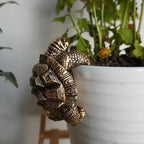 The Wandering Tortoise