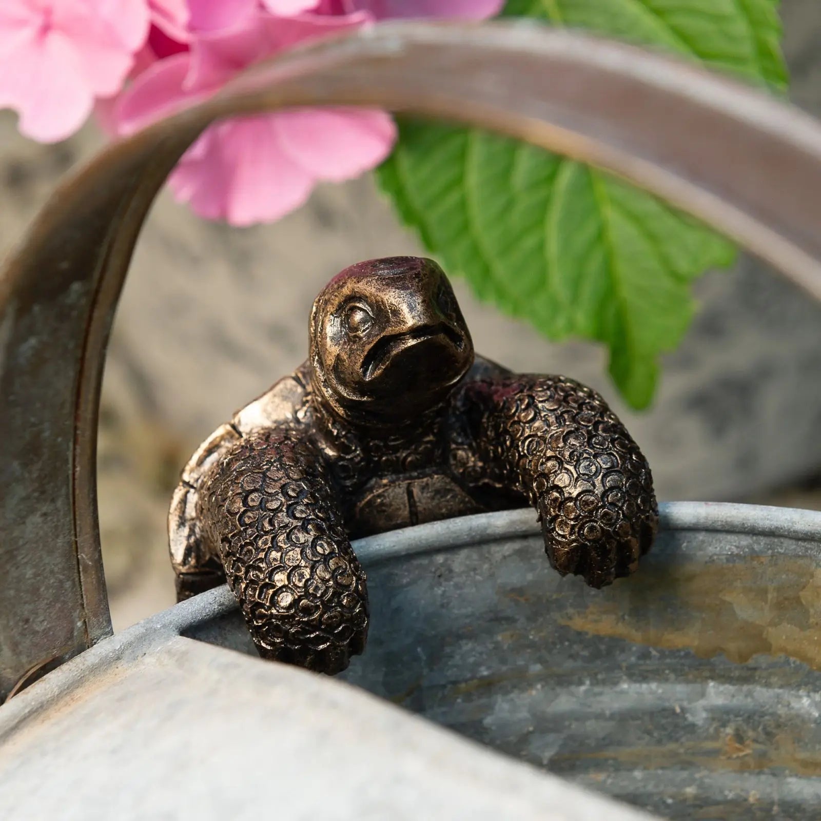 The Wandering Tortoise