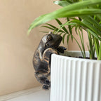 The Charming Frog