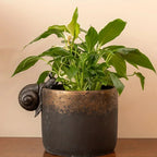 Bronze Snail Pot Buddy Hanger