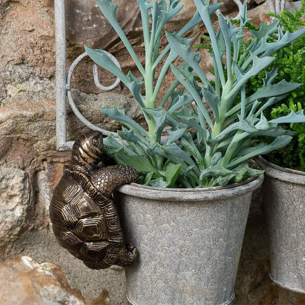 The Wandering Tortoise