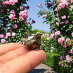 Sparrow of Good Fortune